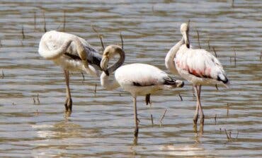 La familia de flamencos que está revitalizando el turismo en un pueblo de Guadalajara 