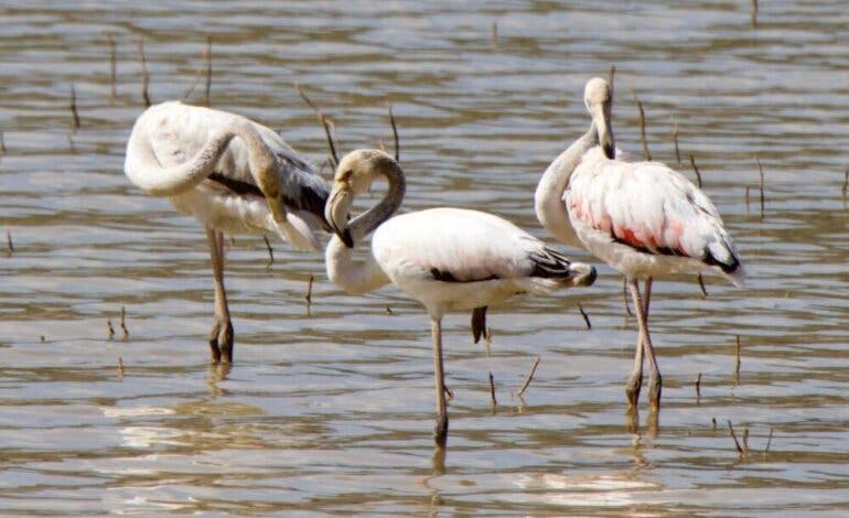La familia de flamencos que está revitalizando el turismo en un pueblo de Guadalajara 