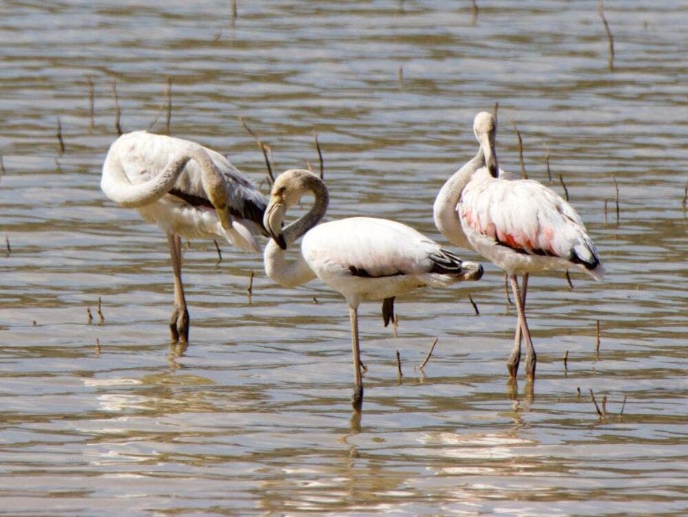 La familia de flamencos que está revitalizando el turismo en un pueblo de Guadalajara 