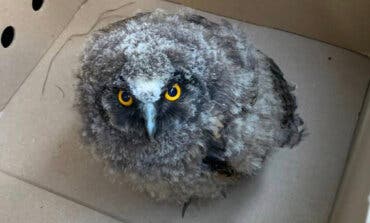 Rescatan a un pollo de búho chico caído de un nido en Camarma de Esteruelas