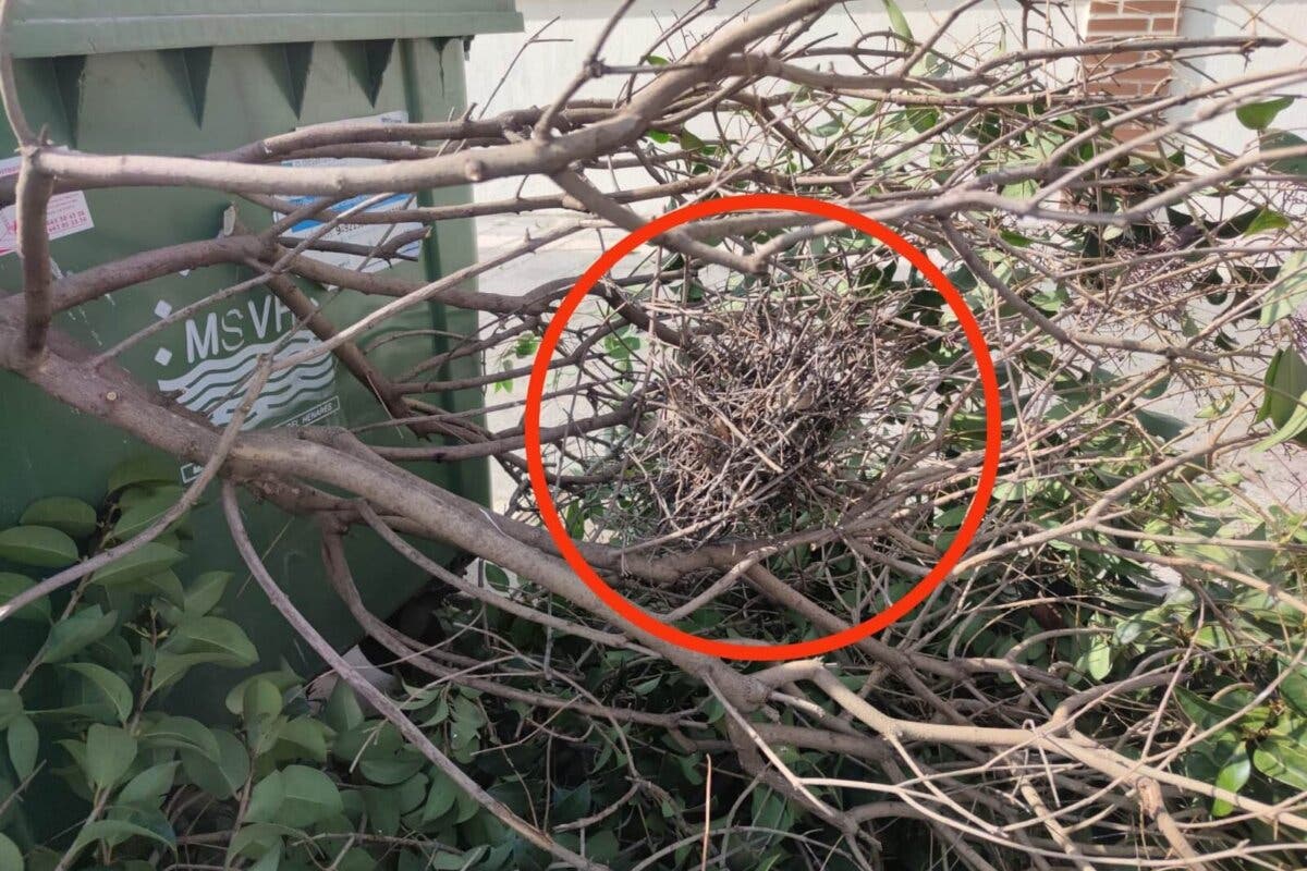 Ecologistas en Acción denuncia «podas abusivas» y tala de árboles en Cabanillas del Campo 