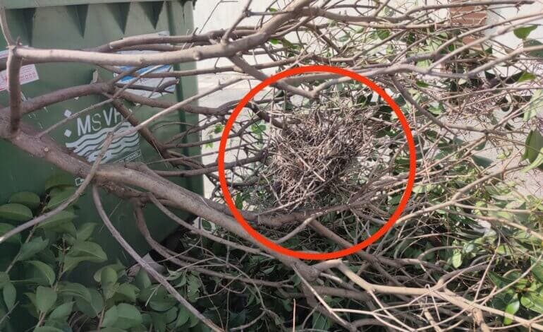 Ecologistas en Acción denuncia «podas abusivas» y tala de árboles en Cabanillas del Campo 