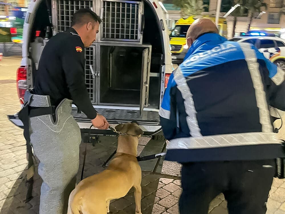 Pánico en una vivienda de Torrejón de Ardoz por el ataque de un perro potencialmente peligroso 