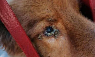 Investigan al dueño de dos perros hallados en Guadalajara en estado de severa desnutrición 