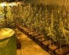 Desmanteladas dos nuevas plantaciones de marihuana en Guadalajara con cerca de 1.000 plantas 