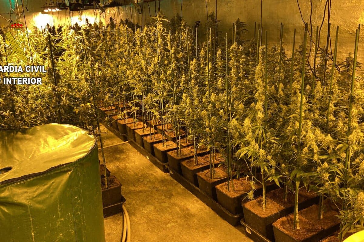 Desmanteladas dos nuevas plantaciones de marihuana en Guadalajara con cerca de 1.000 plantas 