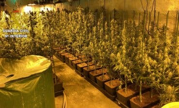 Desmanteladas dos nuevas plantaciones de marihuana en Guadalajara con cerca de 1.000 plantas 