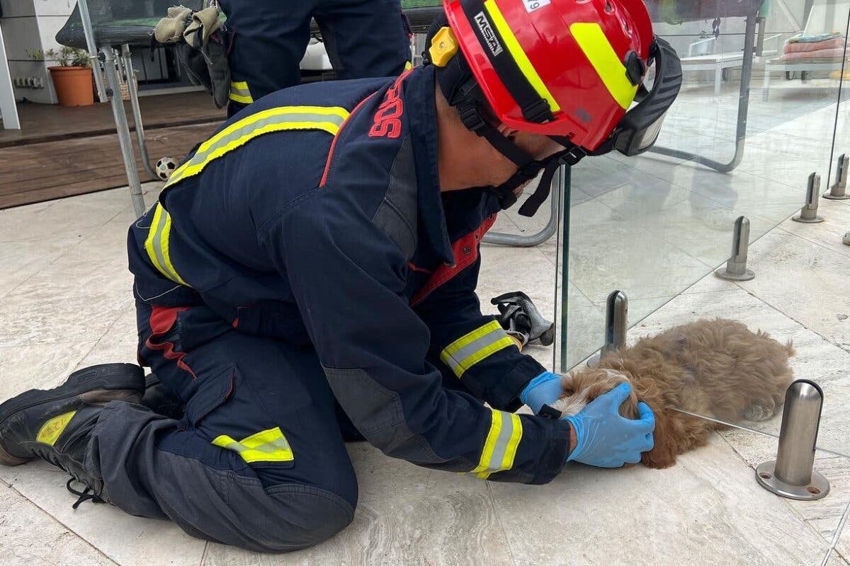 Liberan a un cachorro atrapado en el cerramiento exterior de una piscina en Pozuelo 