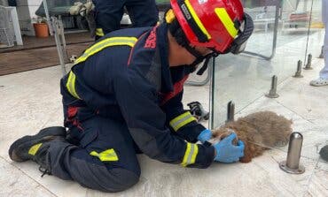 Liberan a un cachorro atrapado en el cerramiento exterior de una piscina en Pozuelo 