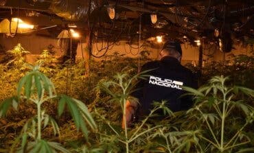 Desmantelada una nueva plantación de marihuana en Guadalajara y Azuqueca 