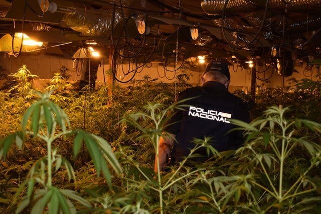 Desmantelada una nueva plantación de marihuana en Guadalajara y Azuqueca 