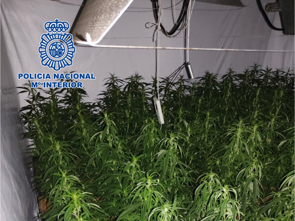 Detenido en Alcalá de Henares por cultivar marihuana en su domicilio 