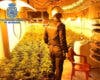 Tres detenidos por cultivar 2.881 plantas de marihuana en varias localidades de Guadalajara