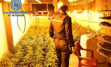Tres detenidos por cultivar 2.881 plantas de marihuana en varias localidades de Guadalajara