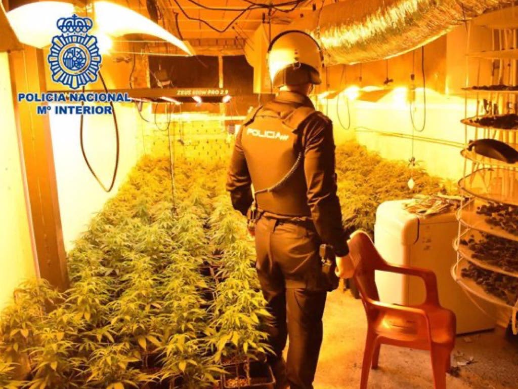 Tres detenidos por cultivar 2.881 plantas de marihuana en varias localidades de Guadalajara