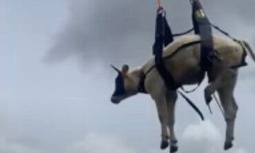 Rescatan a una vaca que había caído por una ladera en Madrid