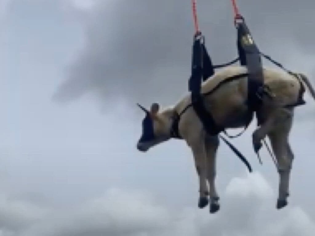 Rescatan a una vaca que había caído por una ladera en Madrid