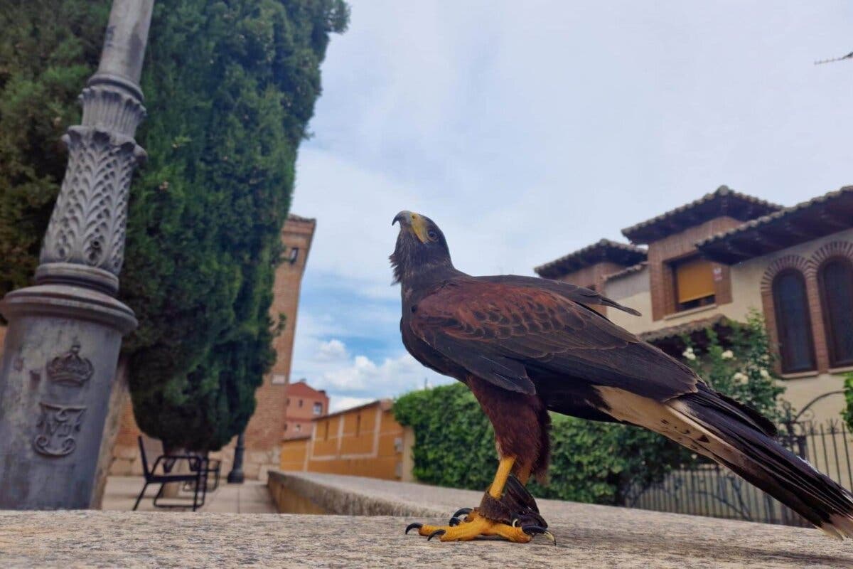 Vuelos de halcón en Cabanillas para paliar la presencia de palomas