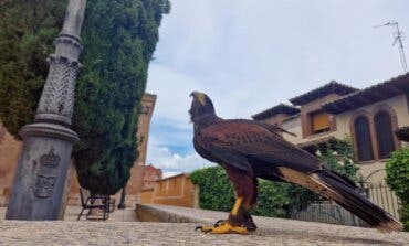 Vuelos de halcón en Cabanillas para paliar la presencia de palomas