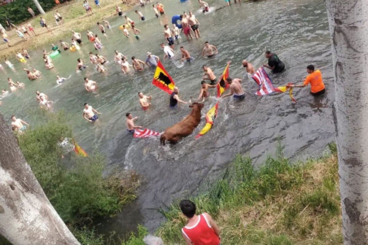 Guadalajara Antitaurina condena una suelta de vacas por el Tajo en Trillo