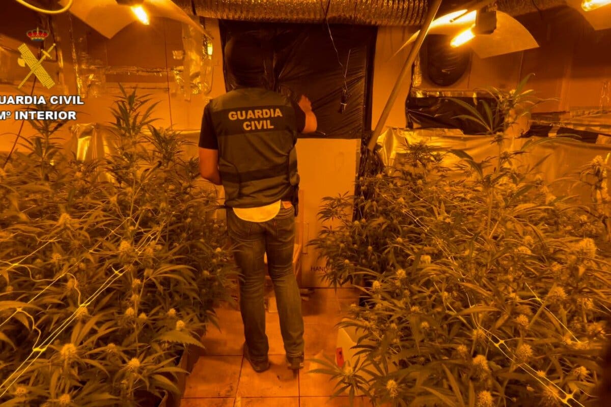 Desmantelada en Guadalajara una plantación de marihuana en dos viviendas okupadas por un joven 