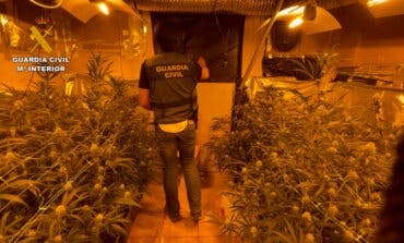 Desmantelada en Guadalajara una plantación de marihuana en dos viviendas okupadas por un joven 
