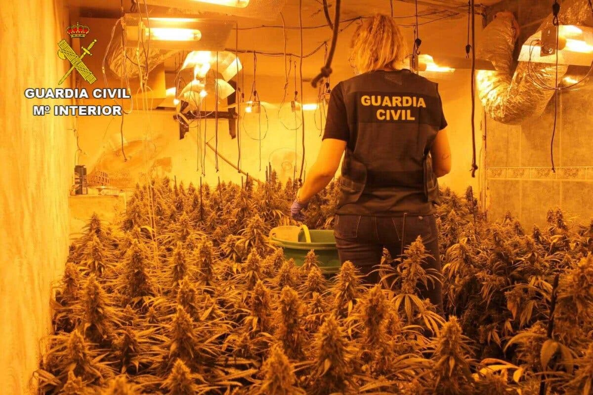Desmantelada una plantación de marihuana en Torrejón del Rey con cuatro detenidos 
