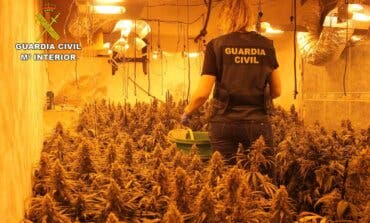 Desmantelada una plantación de marihuana en Torrejón del Rey con cuatro detenidos 