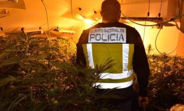 La Policía interviene en Guadalajara 2.150 plantas de marihuana en tres operaciones diferentes