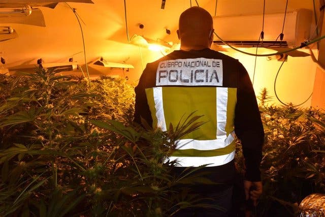 La Policía interviene en Guadalajara 2.150 plantas de marihuana en tres operaciones diferentes