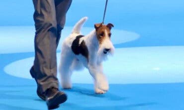 Un fox terrier se corona como el mejor perro del mundo en el World Dog Show de Madrid
