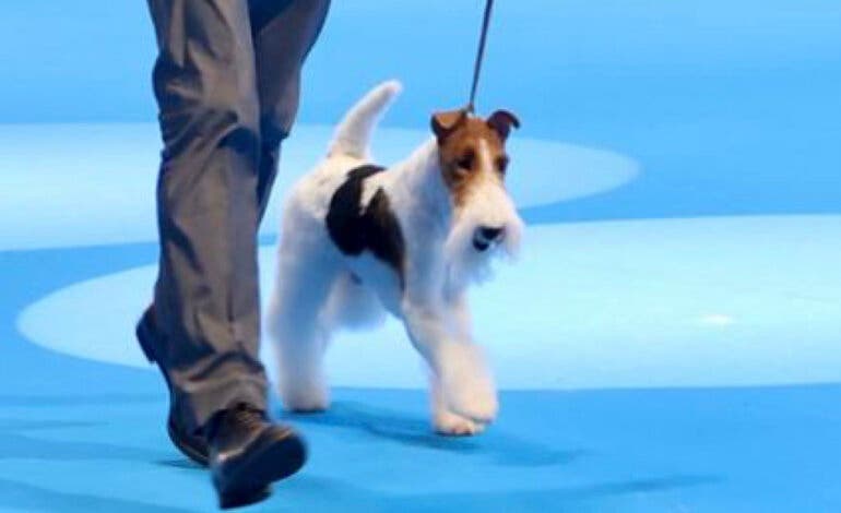 Un fox terrier se corona como el mejor perro del mundo en el World Dog Show de Madrid