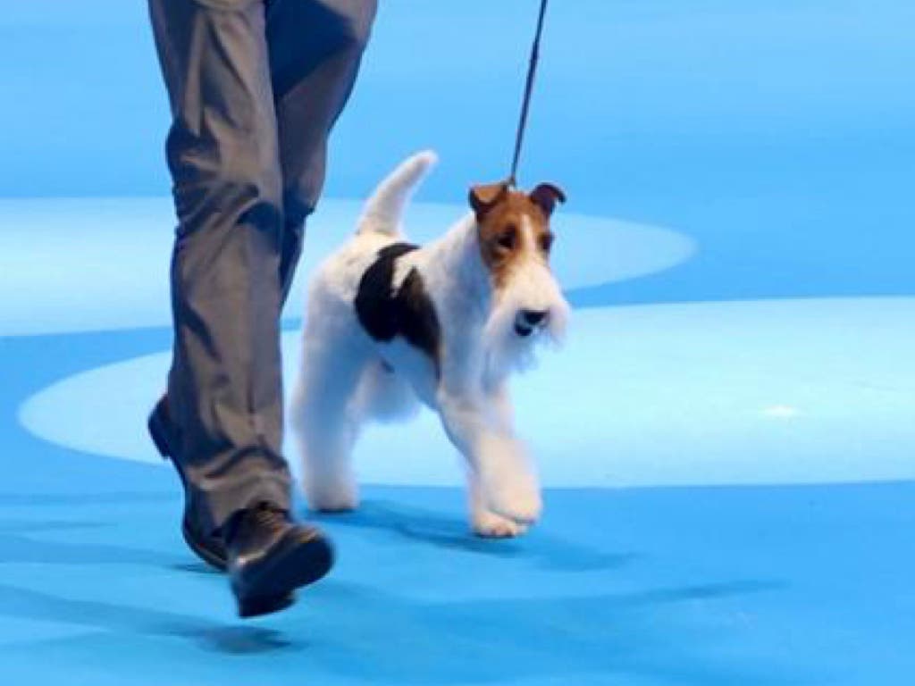 Un fox terrier se corona como el mejor perro del mundo en el World Dog Show de Madrid