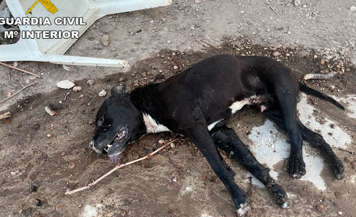 Investigan al dueño de un perro hallado muerto en plena ola de calor en Madrid 
