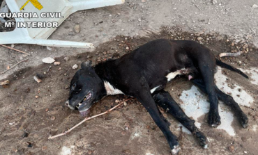 Investigan al dueño de un perro hallado muerto en plena ola de calor en Madrid 