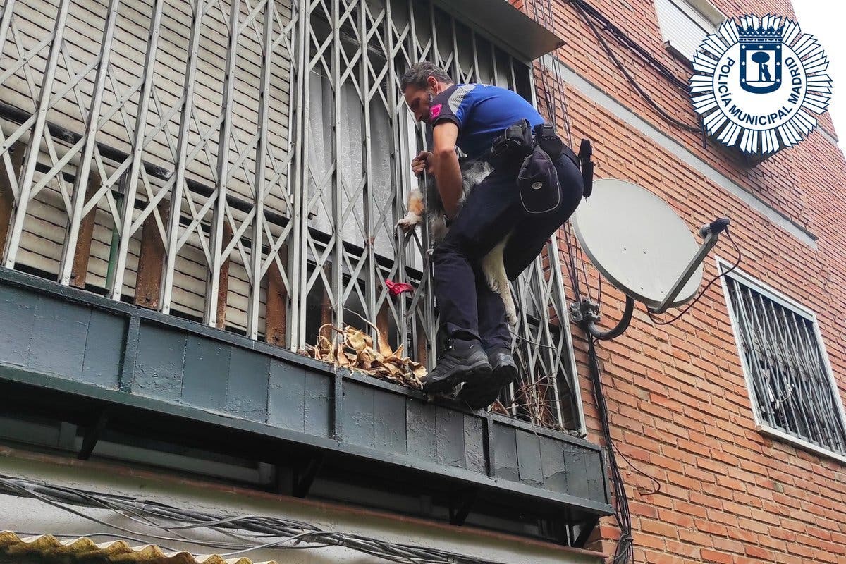 Rescatan a un perro a punto de caer de un segundo piso en Madrid mientras sus dueños estaban de vacaciones