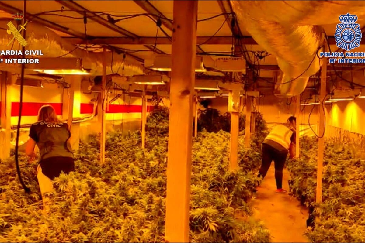 Desmamtelan una plantación de marihuana con 900 plantas en Quer (Guadalajara)