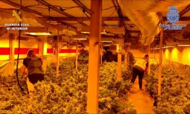 Desmamtelan una plantación de marihuana con 900 plantas en Quer (Guadalajara)