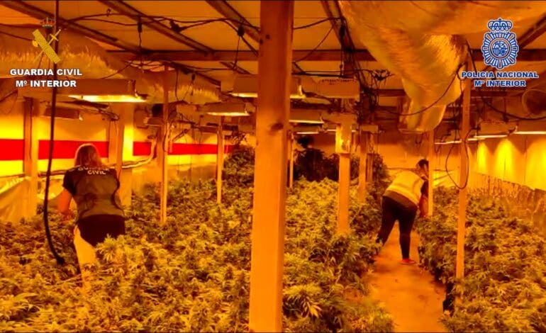 Desmamtelan una plantación de marihuana con 900 plantas en Quer (Guadalajara)