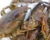 Encuentran en Madrid ejemplares de cangrejo autóctono, que se consideraba extinto en la región