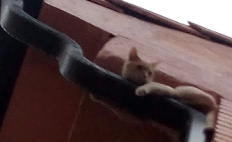 Rescatan a un gato atrapado en un canalón en Velilla tras escaparse de su vivienda