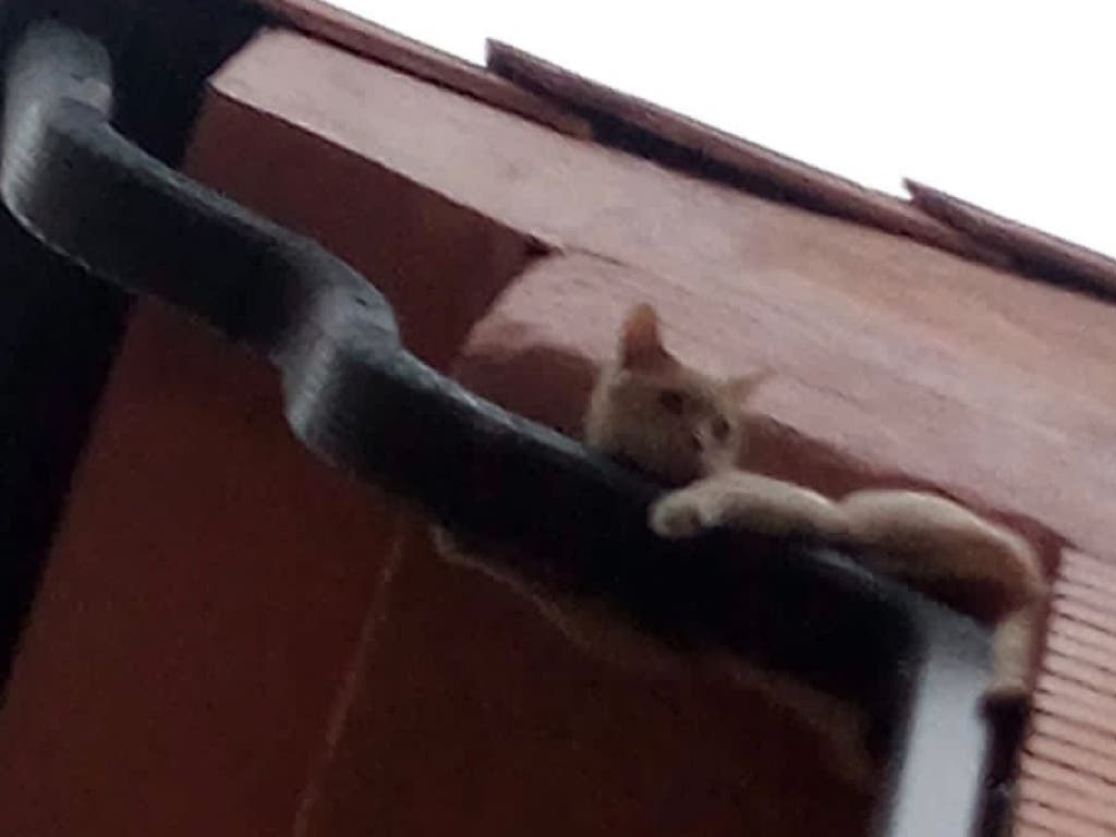 Rescatan a un gato atrapado en un canalón en Velilla tras escaparse de su vivienda