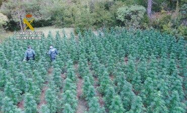 Detenidos por cultivar marihuana en un paraje de Guadalajara donde dormían en tiendas de campaña 