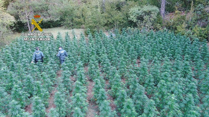 Detenidos por cultivar marihuana en un paraje de Guadalajara donde dormían en tiendas de campaña 