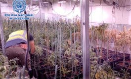 Desmantelan una plantación de marihuana en Alcalá de Henares y detienen a seis personas 