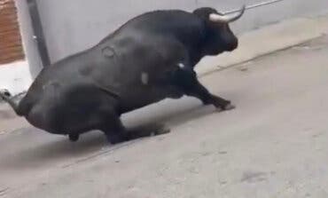Polémicas imágenes de un toro arrastrado con una soga en Mejorada del Campo