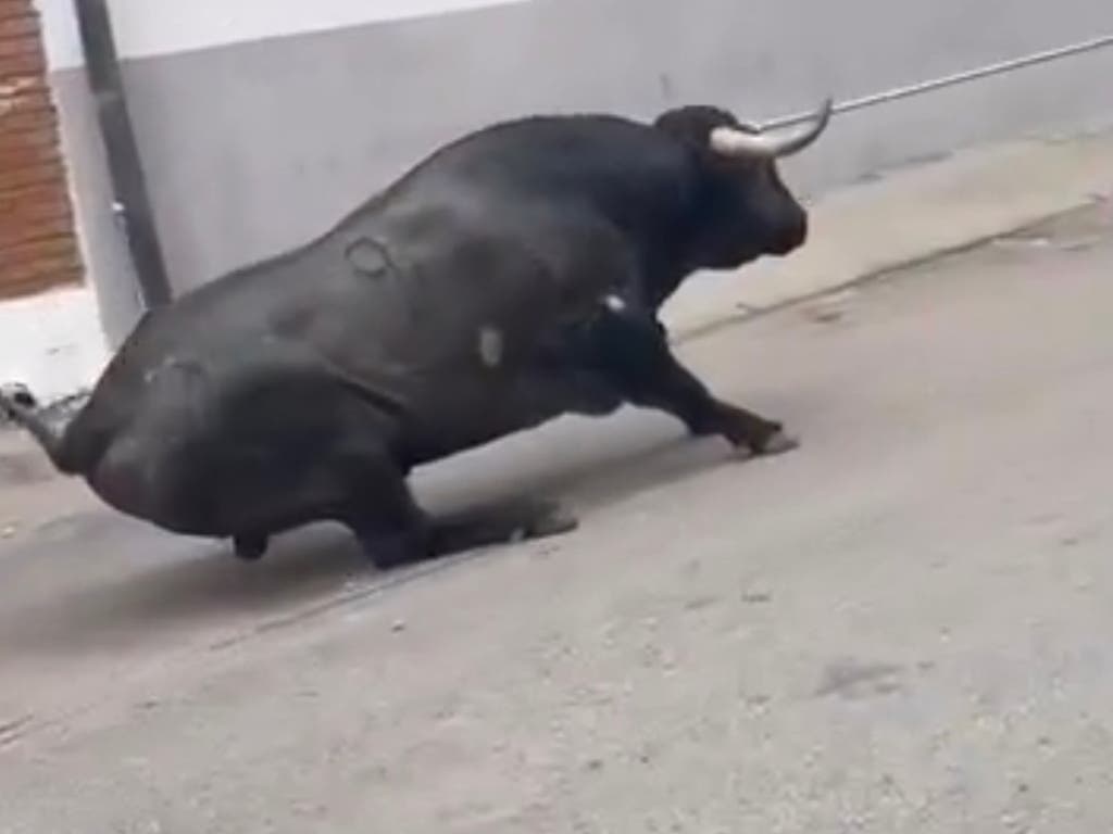 Polémicas imágenes de un toro arrastrado con una soga en Mejorada del Campo