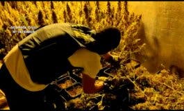 Desmantelan una plantación de marihuana en Torrejón del Rey y detienen a dos búlgaros 
