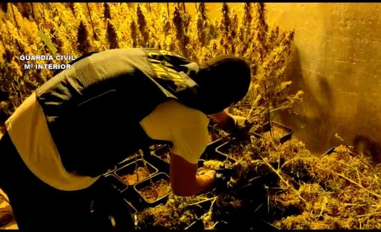 Desmantelan una plantación de marihuana en Torrejón del Rey y detienen a dos búlgaros 