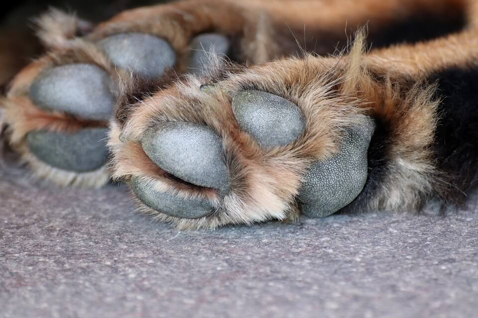 Velilla en alerta ante el posible envenenamiento de perros tras la muerte de un can 